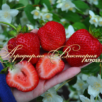 Клубника ДЖОЛИ (КРУПНОМЕР! ОГРОМНЫЙ КУСТ, УРОЖАЙ В ГОД ПОСАДКИ) Клубника ДЖОЛИ (КРУПНОМЕР! ОГРОМНЫЙ КУСТ, УРОЖАЙ В ГОД ПОСАДКИ)